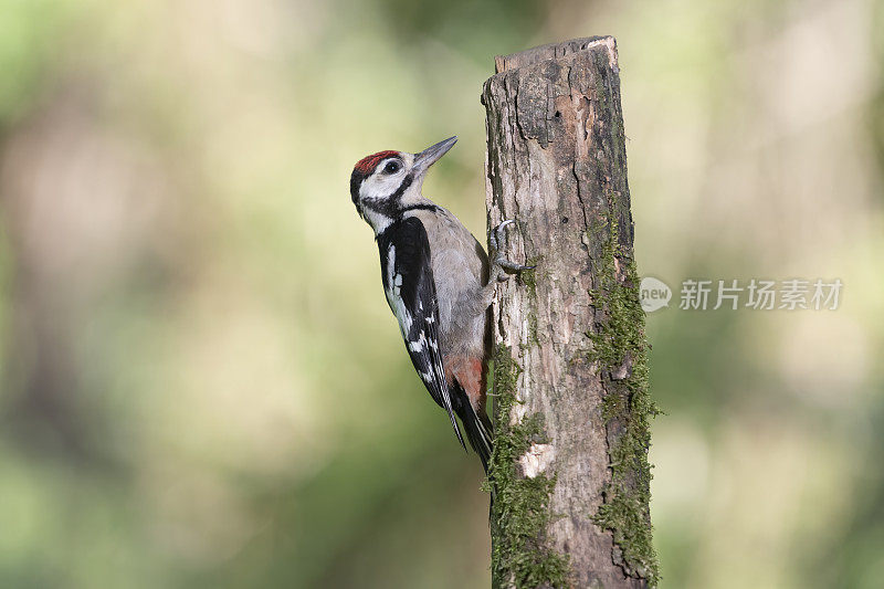 大斑点啄木鸟(Dendrocopos major)